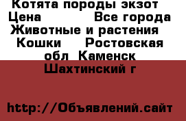 Котята породы экзот › Цена ­ 7 000 - Все города Животные и растения » Кошки   . Ростовская обл.,Каменск-Шахтинский г.